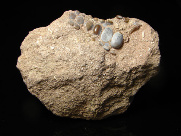 Pharodus punctatus - čelist - Image 4