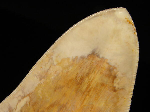 Carcharocles (Otodus) megalodon 14,3 cm - Image 4