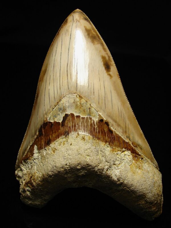 Carcharocles (Otodus) megalodon 12,5 cm