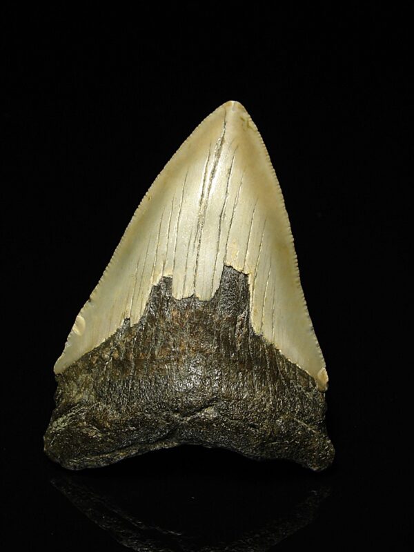 Fosilní žraločí zub - Carcharocles (Otodus) megalodon 8,3 cm